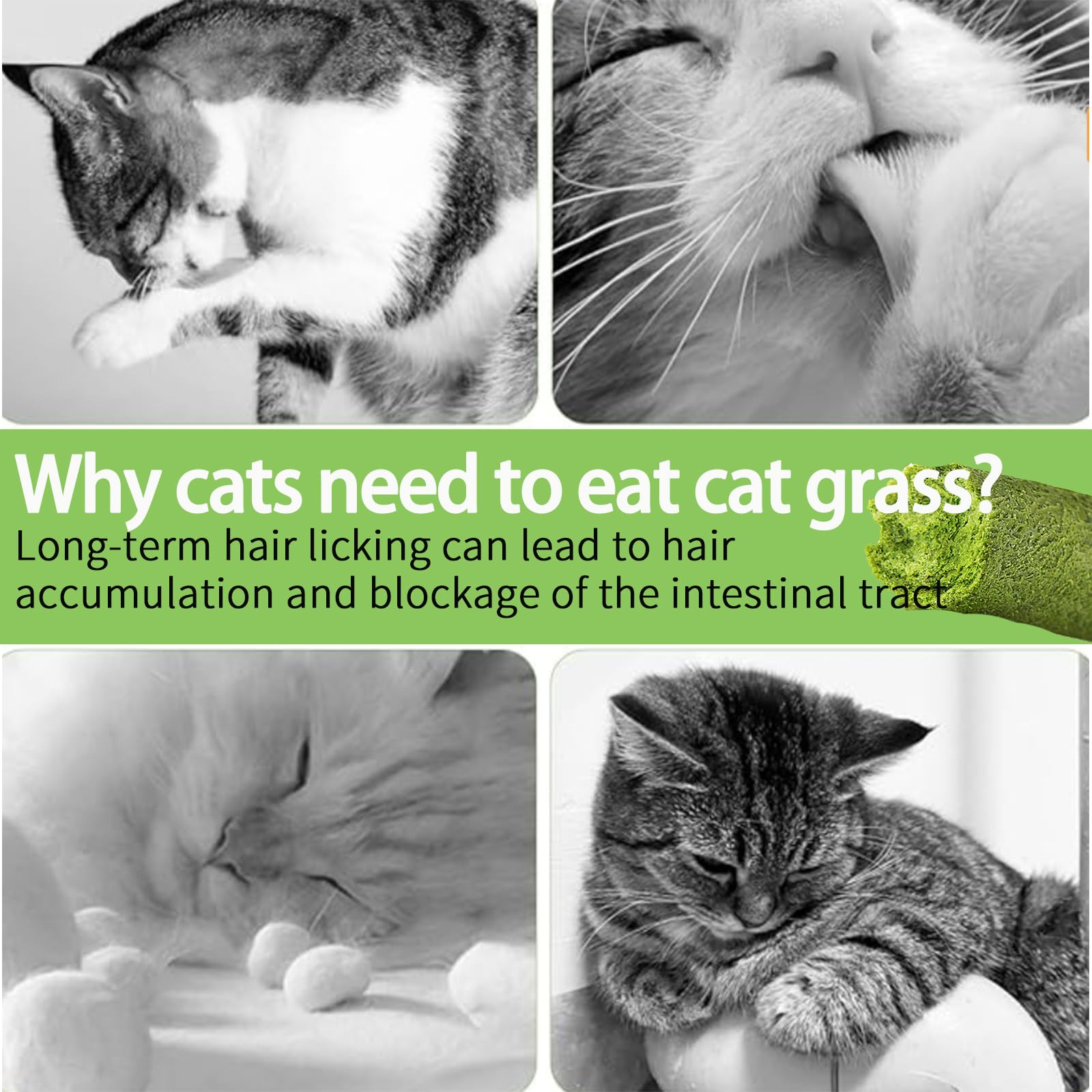 Meowly cat grass sticks Indoor-cat-friendly setup highlights house-cat appeal.