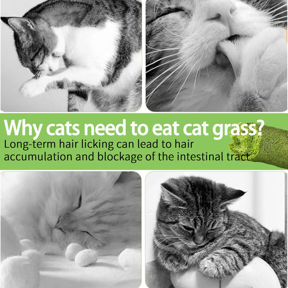 Meowly cat grass sticks Indoor-cat-friendly setup highlights house-cat appeal.