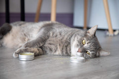 Meowy Janes Catnip Keef dusting on a toy for play