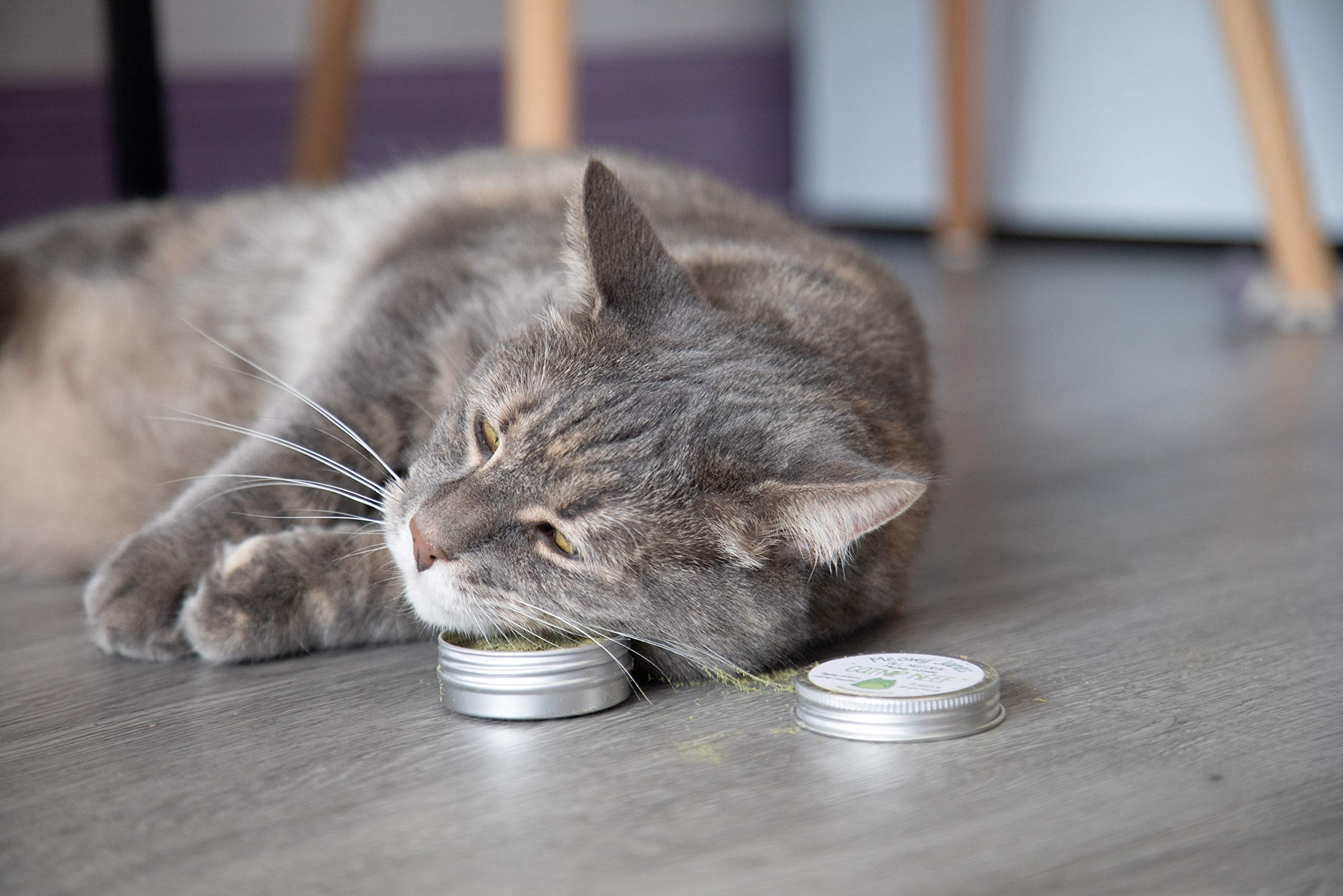 Meowy Janes powder sprinkled on the floor inviting feline exploration.