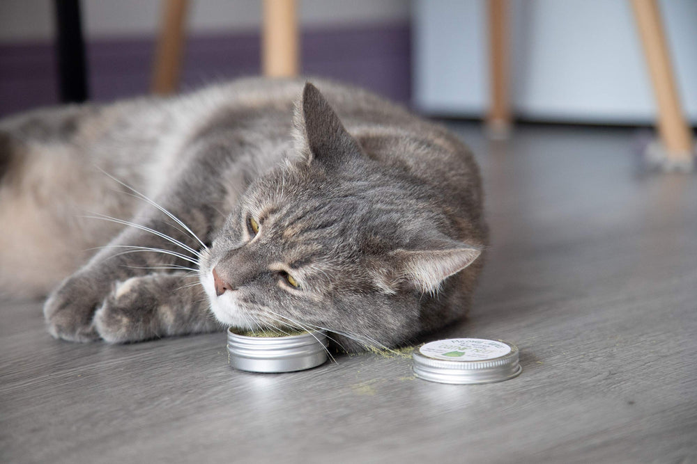 Meowy Janes powder sprinkled on the floor inviting feline exploration.