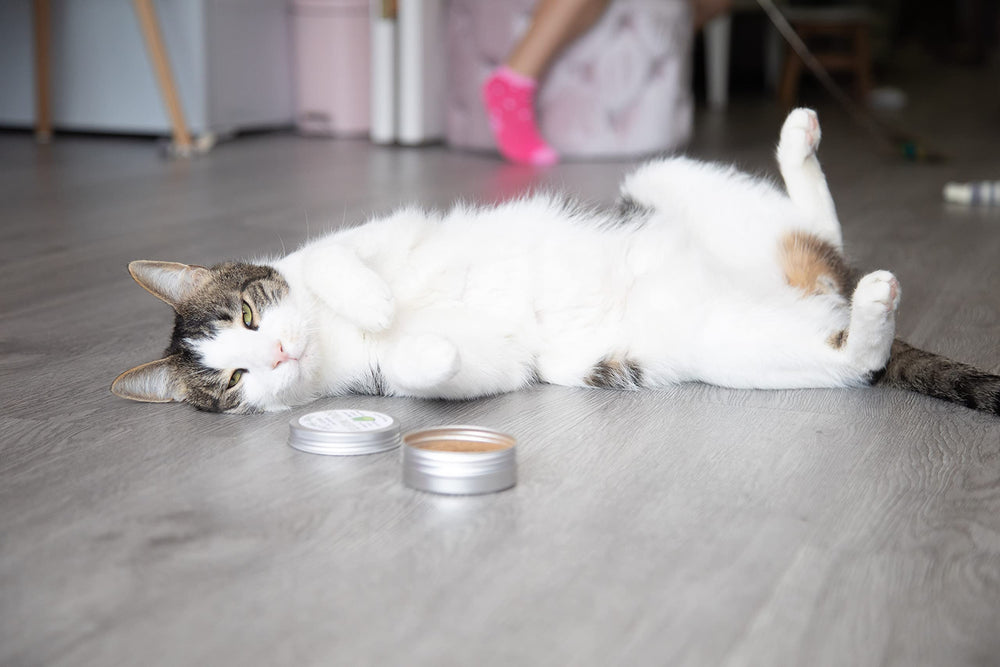 Meowy Janes silvervine dusting on bed promotes calm lounging