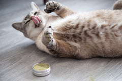 Meowy Janes silvervine on a toy sparks playful cat engagement