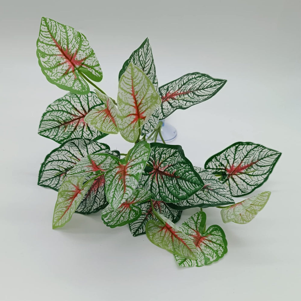 MEPHAN reptile plants suction cups 2inch for secure wall mounting