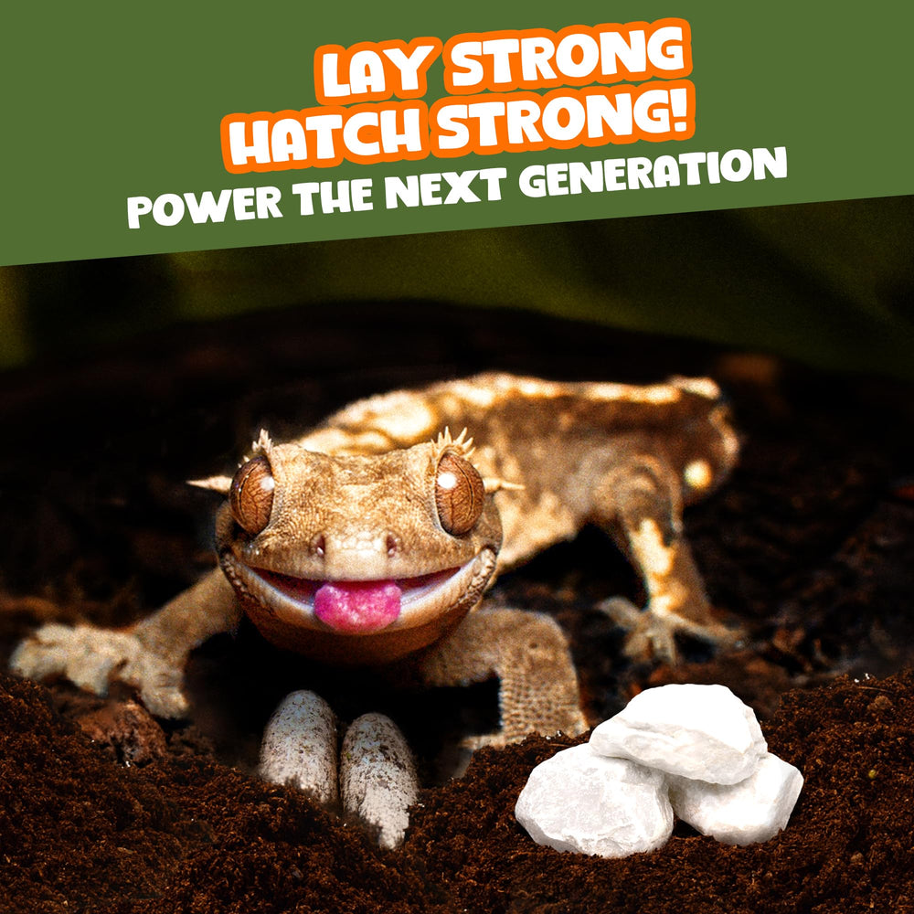 Meric CoCoo Mineral Rocks support humidity and micro-habitat features in terrarium.