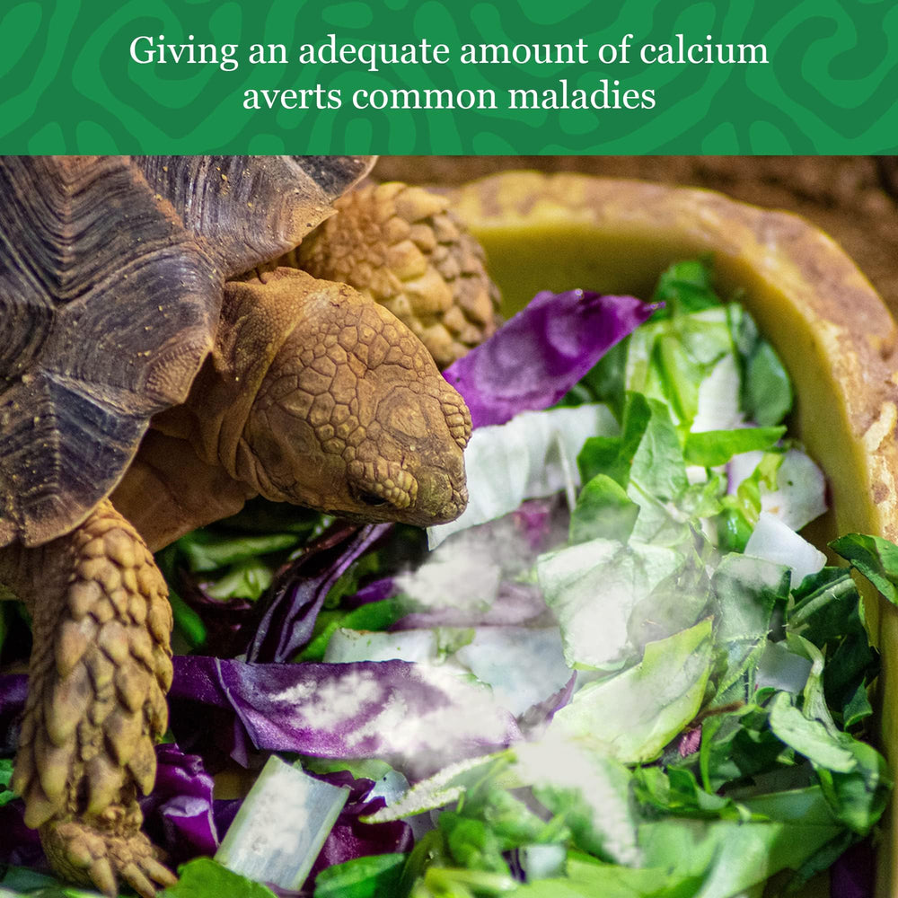 Meric CoCoo iguana-calcium-powder self-feeding setup for interactive dining.