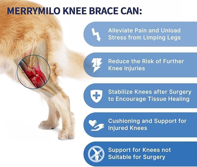 MerryMilo knee brace on dog walking scene highlighting mobility and joint stability.