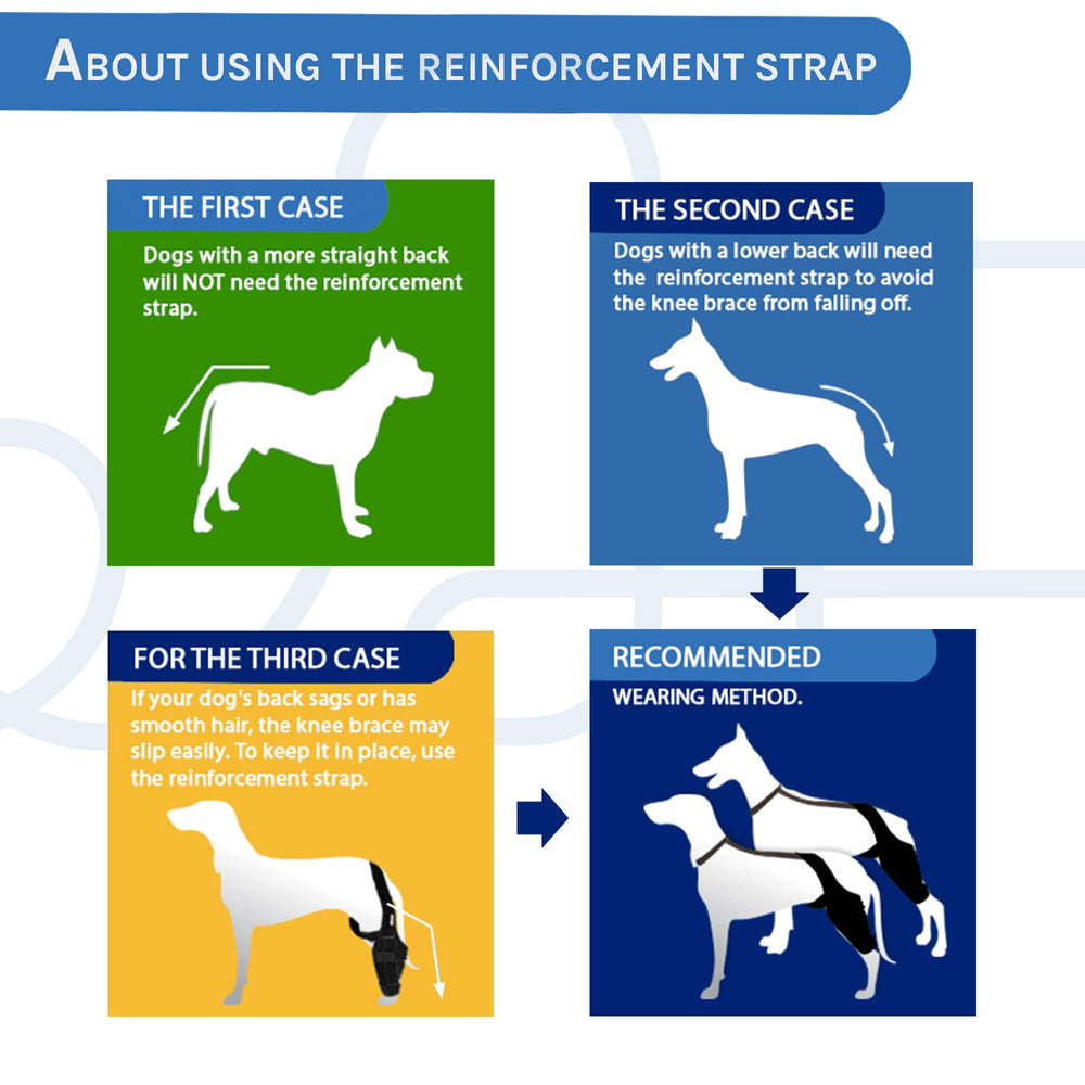 MerryMilo dog knee brace worn on rear leg during motion supports mobility