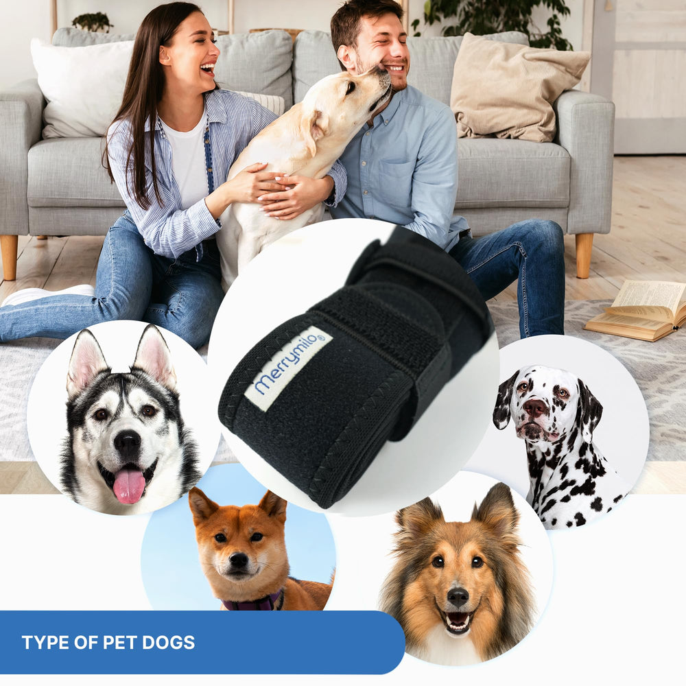 MerryMilo hip-and-leg brace on dog resting with recovery-support possibility.