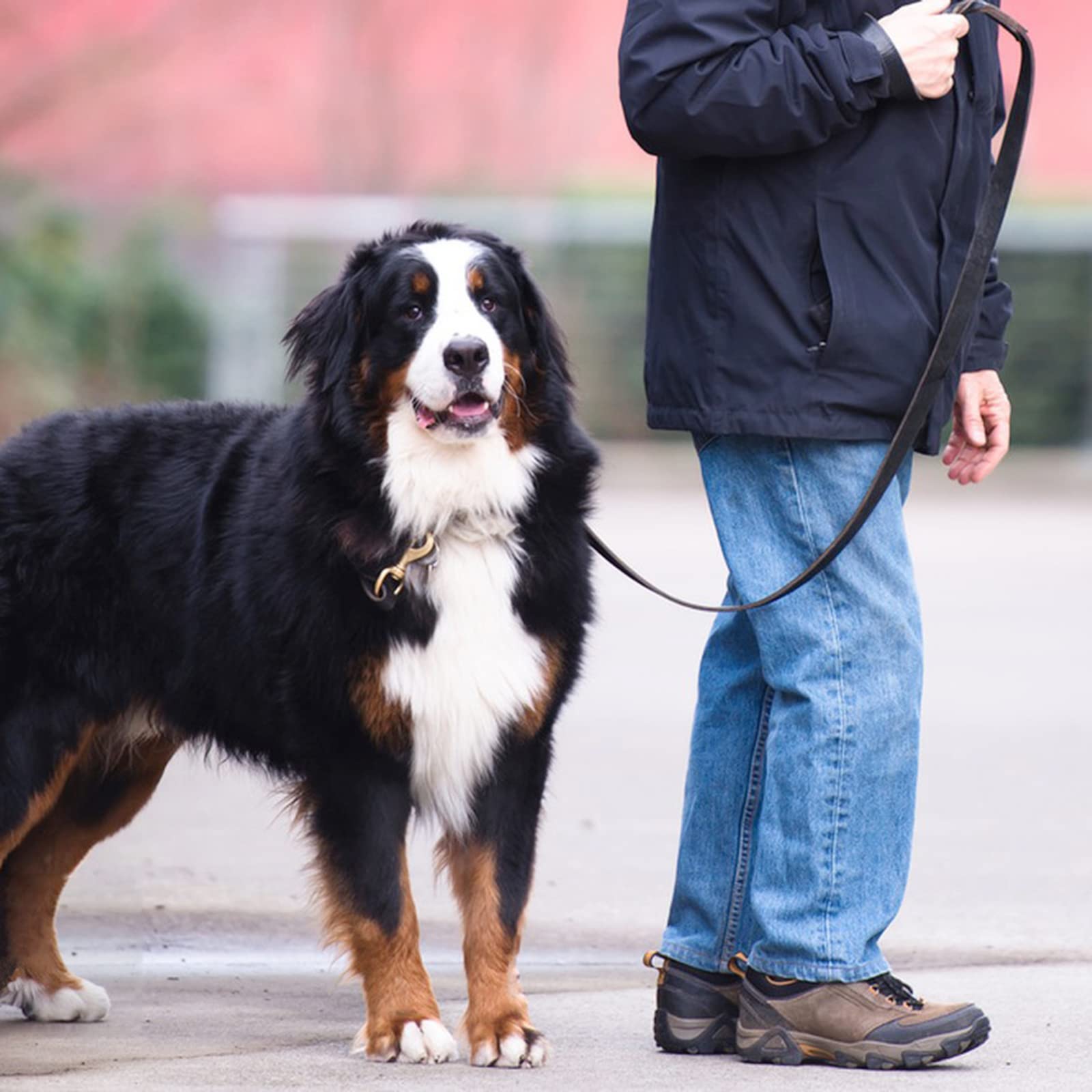 Meruogkar training leash in-use image shows control during workouts