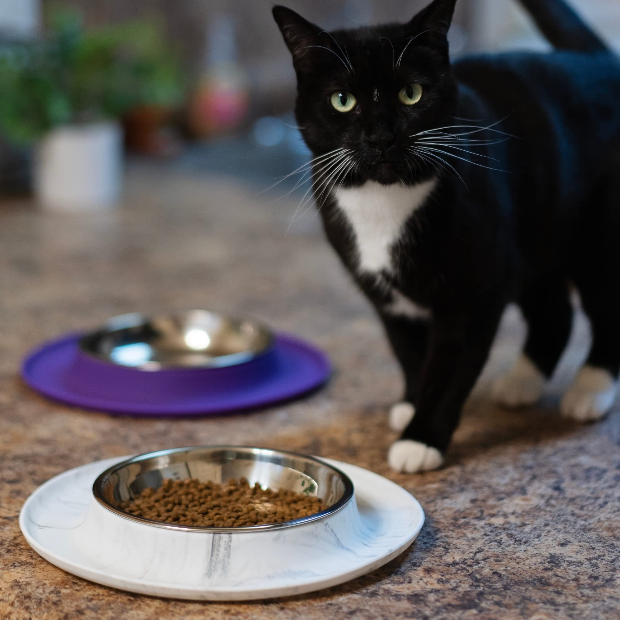 Messy Cats travel-ready feeder pairs with airtight lids for on-the-go meals.