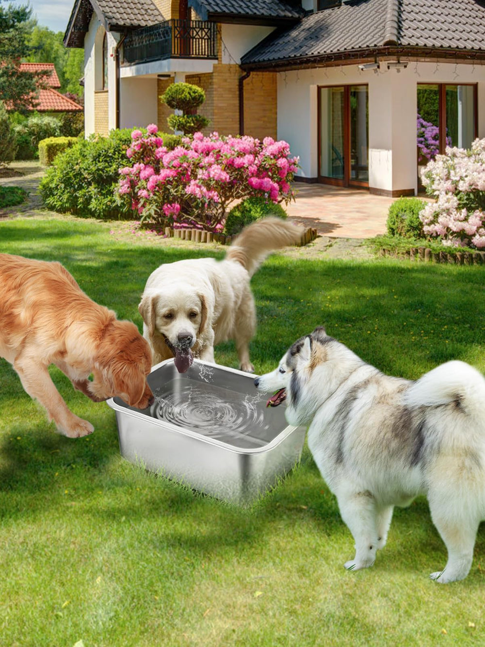 Mewtogo multi-dog setup illustrates shared water access in busy households.