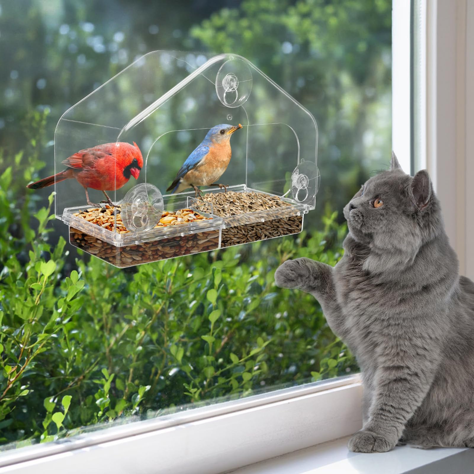 MEWTOGO window bird feeder front view for engaging indoor cat birdwatching