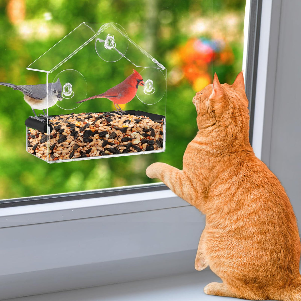 MEWTOGO window bird feeder setup provides clear bird-watching for indoor cat enrichment.
