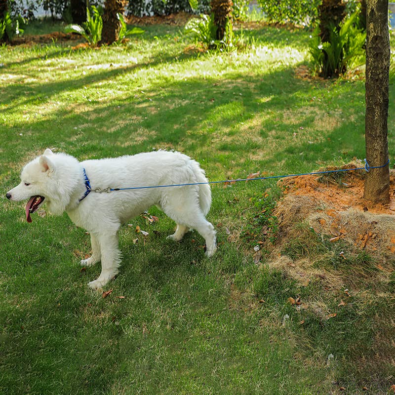 Mi Metty leash on outdoor walk demonstrates reliable control in parks