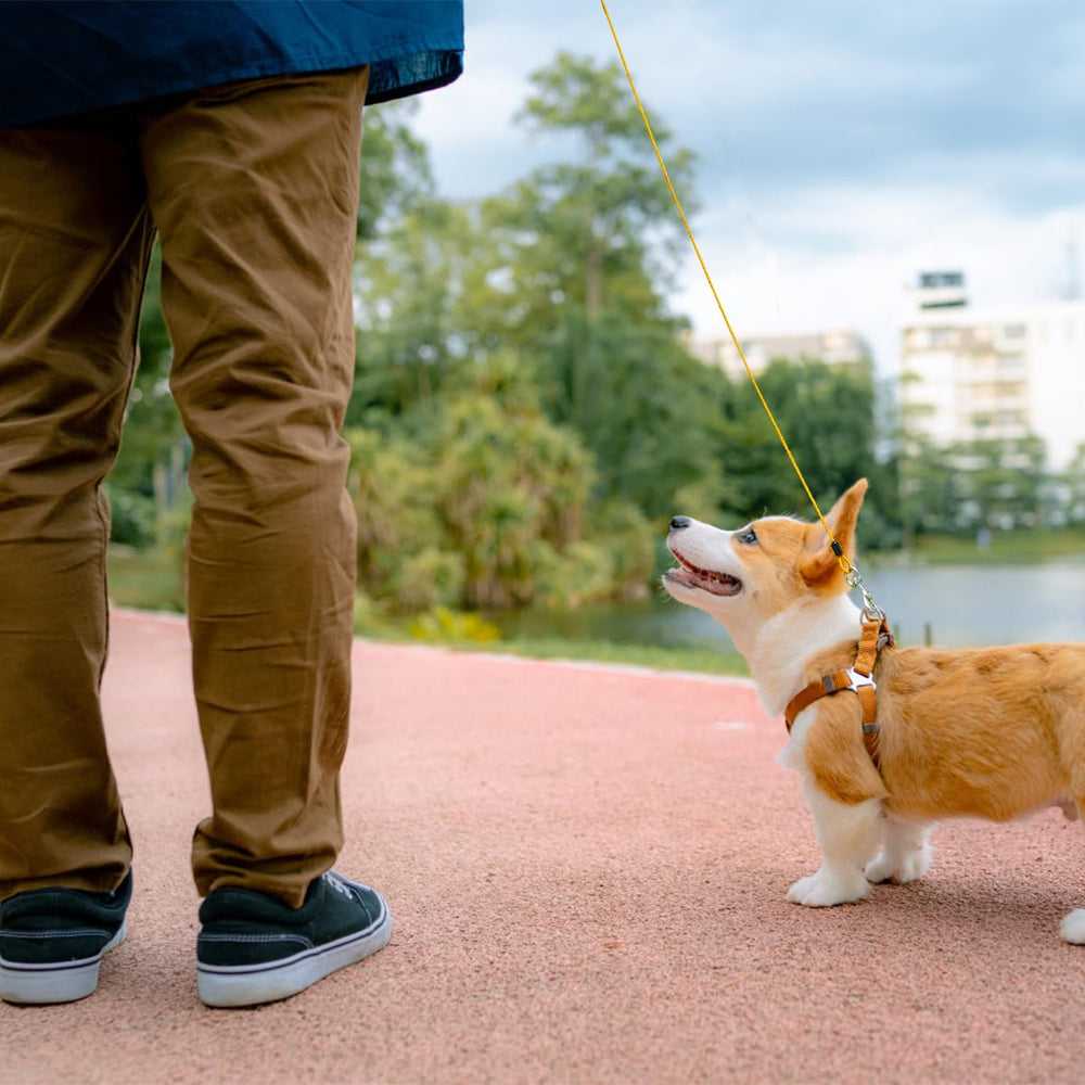 Mi Metty large-dog leash supports up to 250 pounds for confident control.
