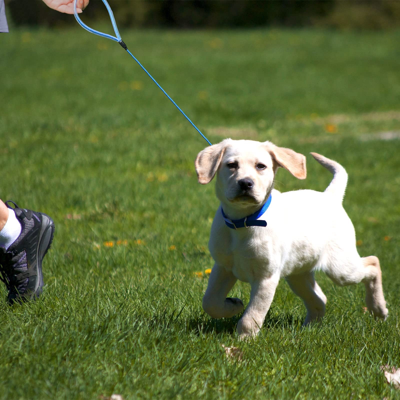 Mi Metty chew-proof leash in action with teething puppy