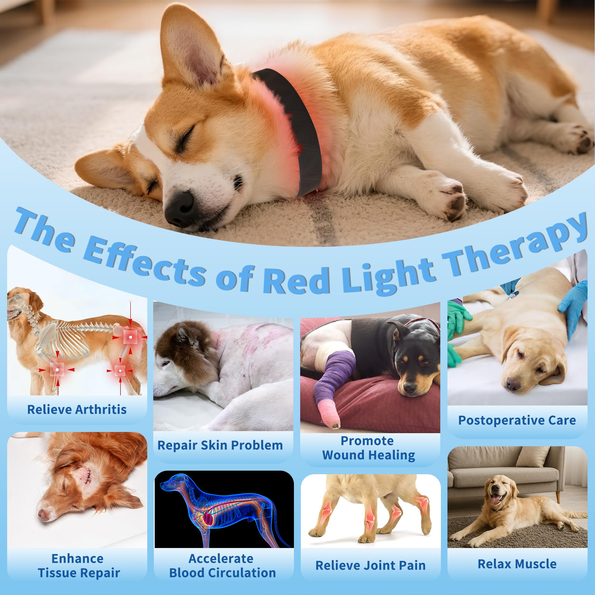 MIAOTONG red light therapy collar on dog neck for pain relief.