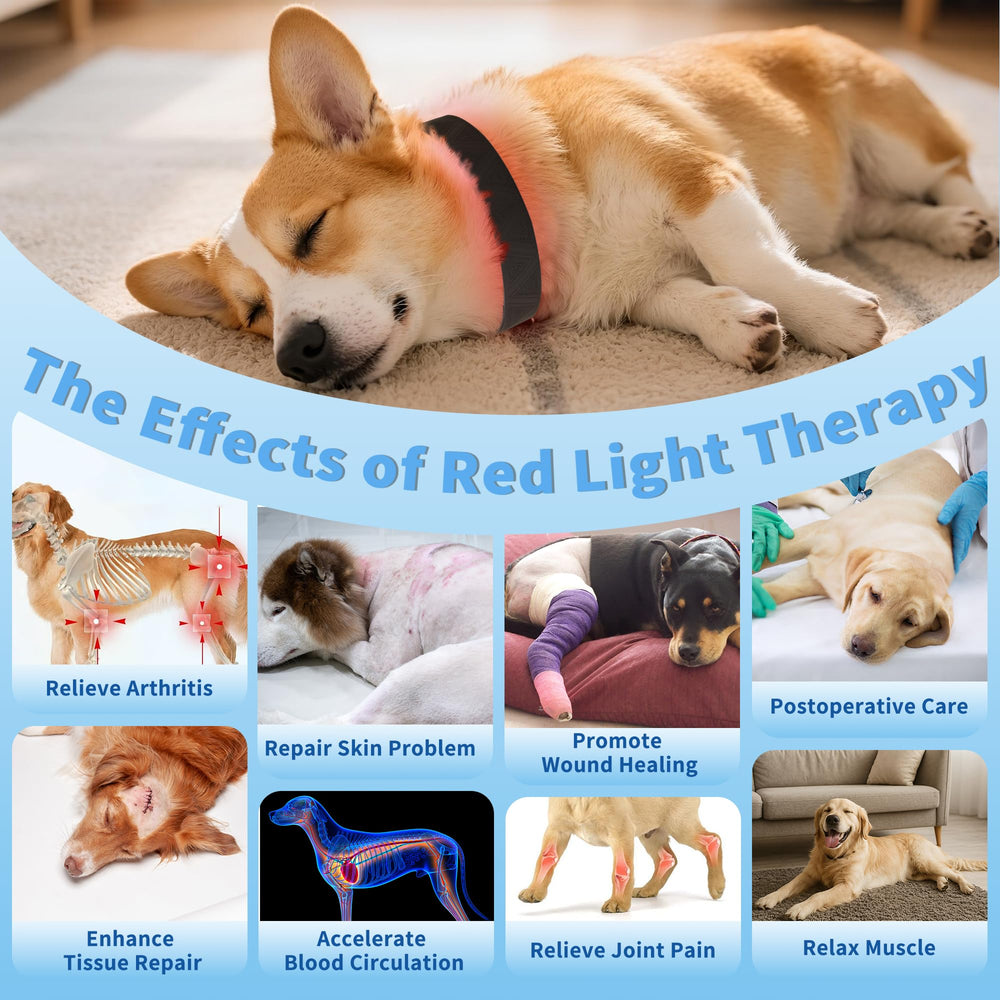 MIAOTONG red light therapy collar on dog neck for pain relief.