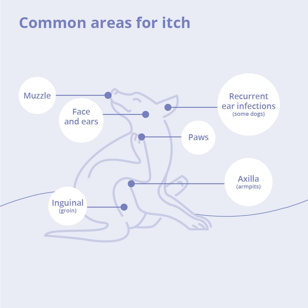 MiconaHex+Triz Mousse dog-application demonstrates easy coat care.