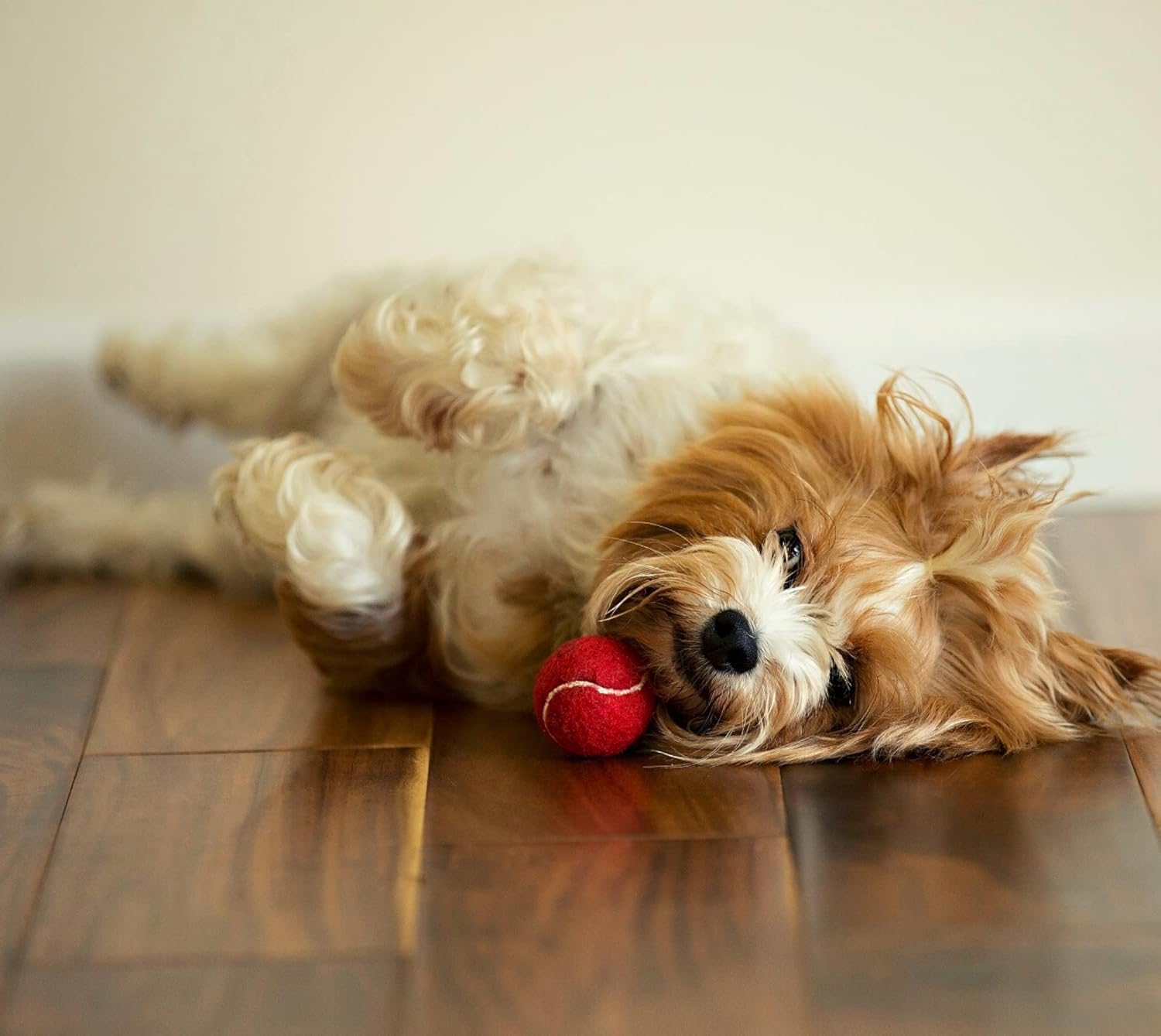 Midlee 12-pack non-squeaker dog tennis ball red for play