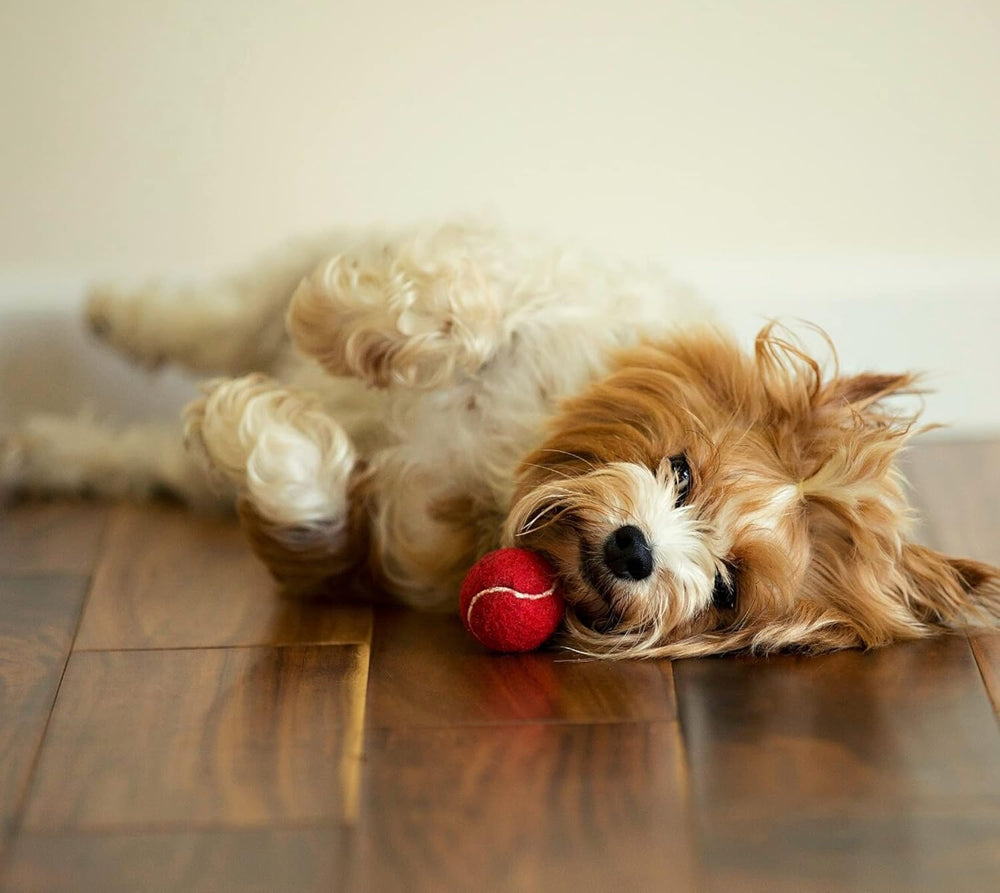 Midlee 12-pack non-squeaker dog tennis ball red for play