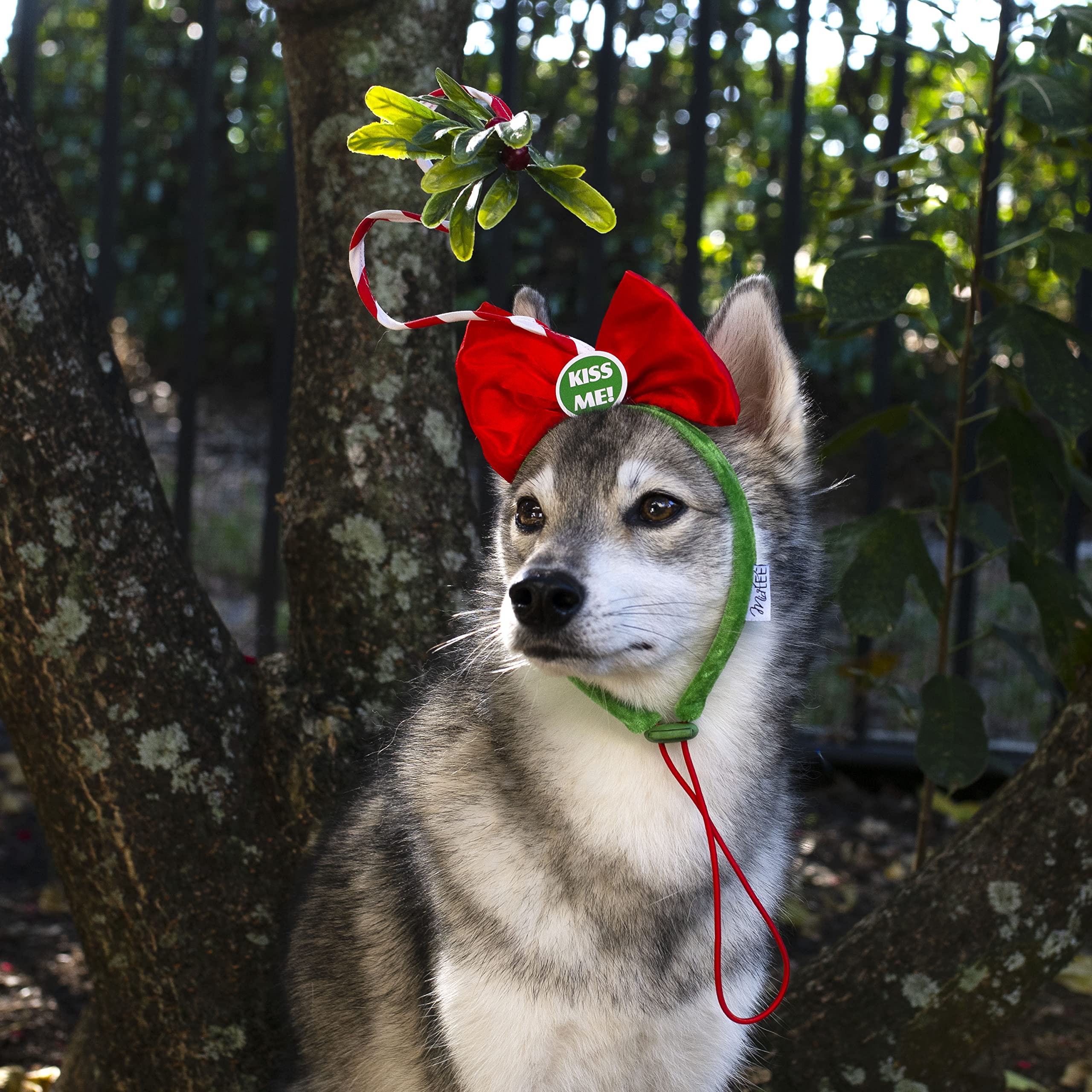 Midlee Christmas Mistletoe Dog Headband in a Christmas scene for photos.