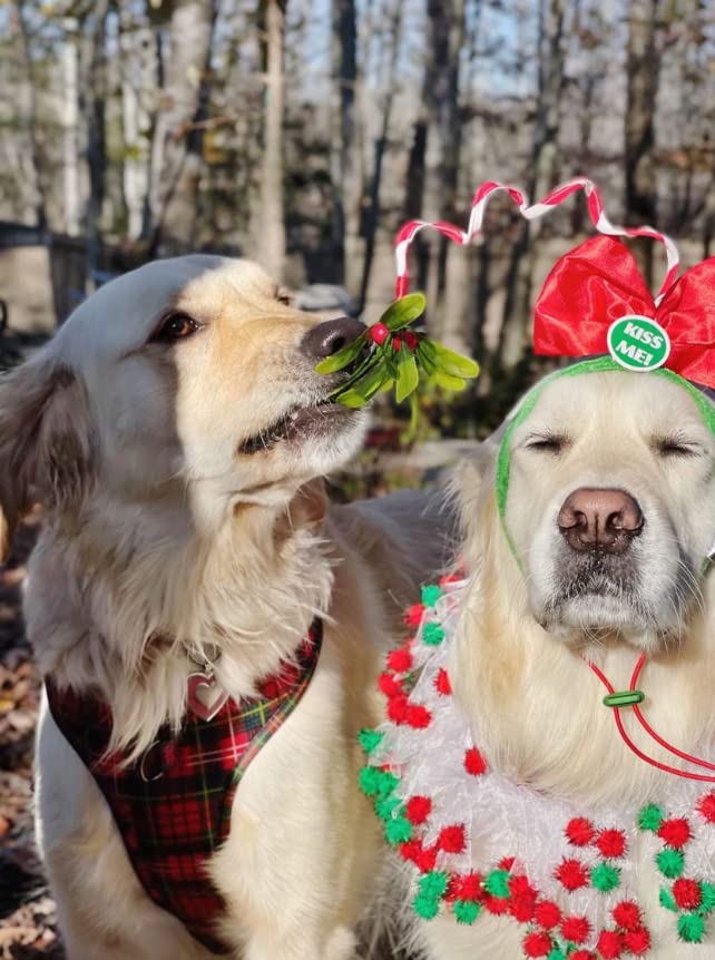 Midlee Christmas Mistletoe Dog Headband with elastic chin strap secures wear.
