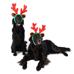 Midlee Christmas Reindeer Antlers close-up on a large dog highlighting plush red antler details