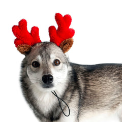 Midlee Christmas Reindeer dog antlers front view for festive photos
