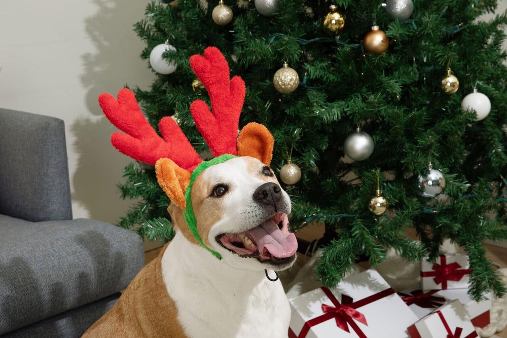 Midlee large-dog friendly antlers fit securely on bigger breeds