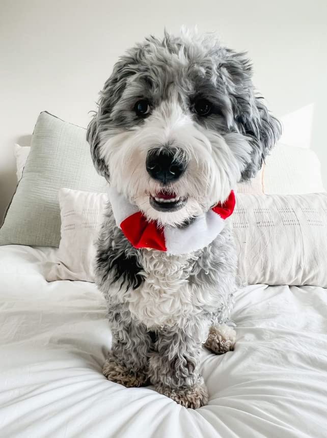 Midlee dog Christmas collar with elastic stretch for secure, comfortable wear