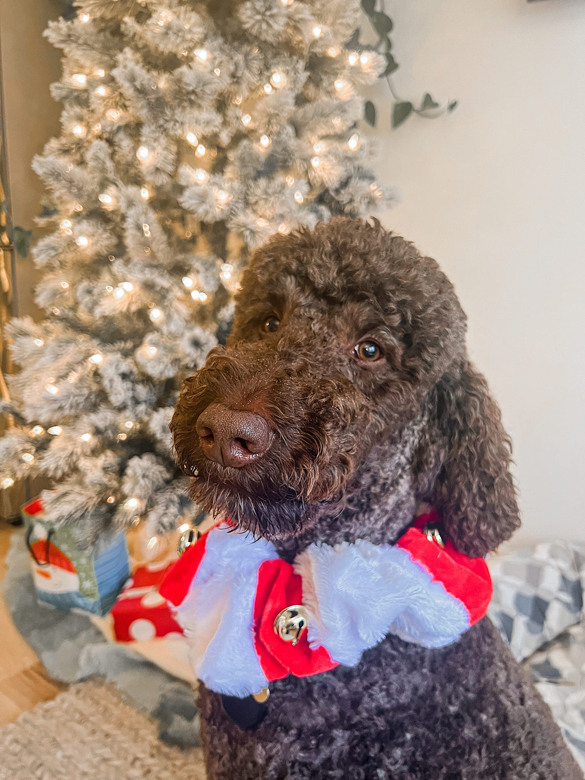 Midlee Christmas collar packaging presentation for holiday-ready look