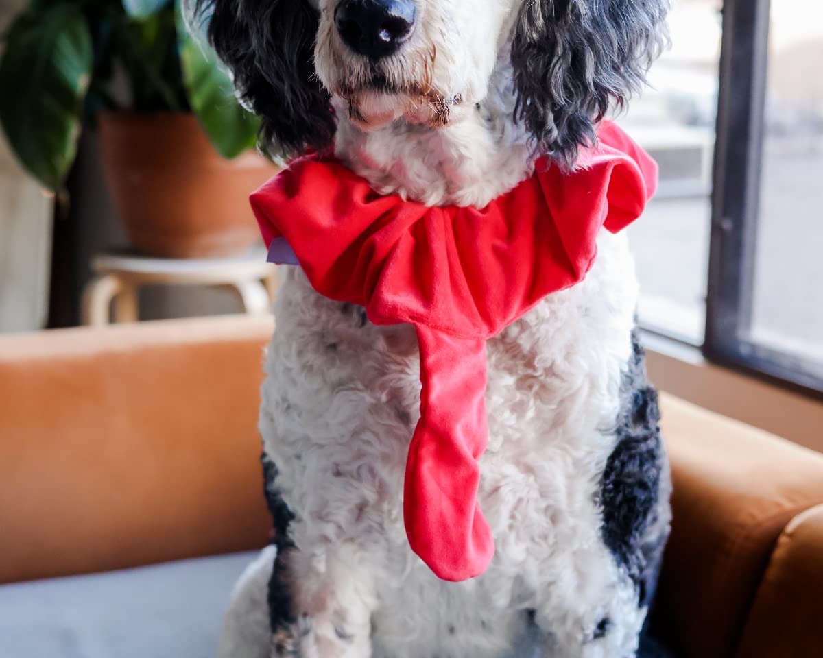 Midlee dog in Thanksgiving scene adds holiday charm to photos.