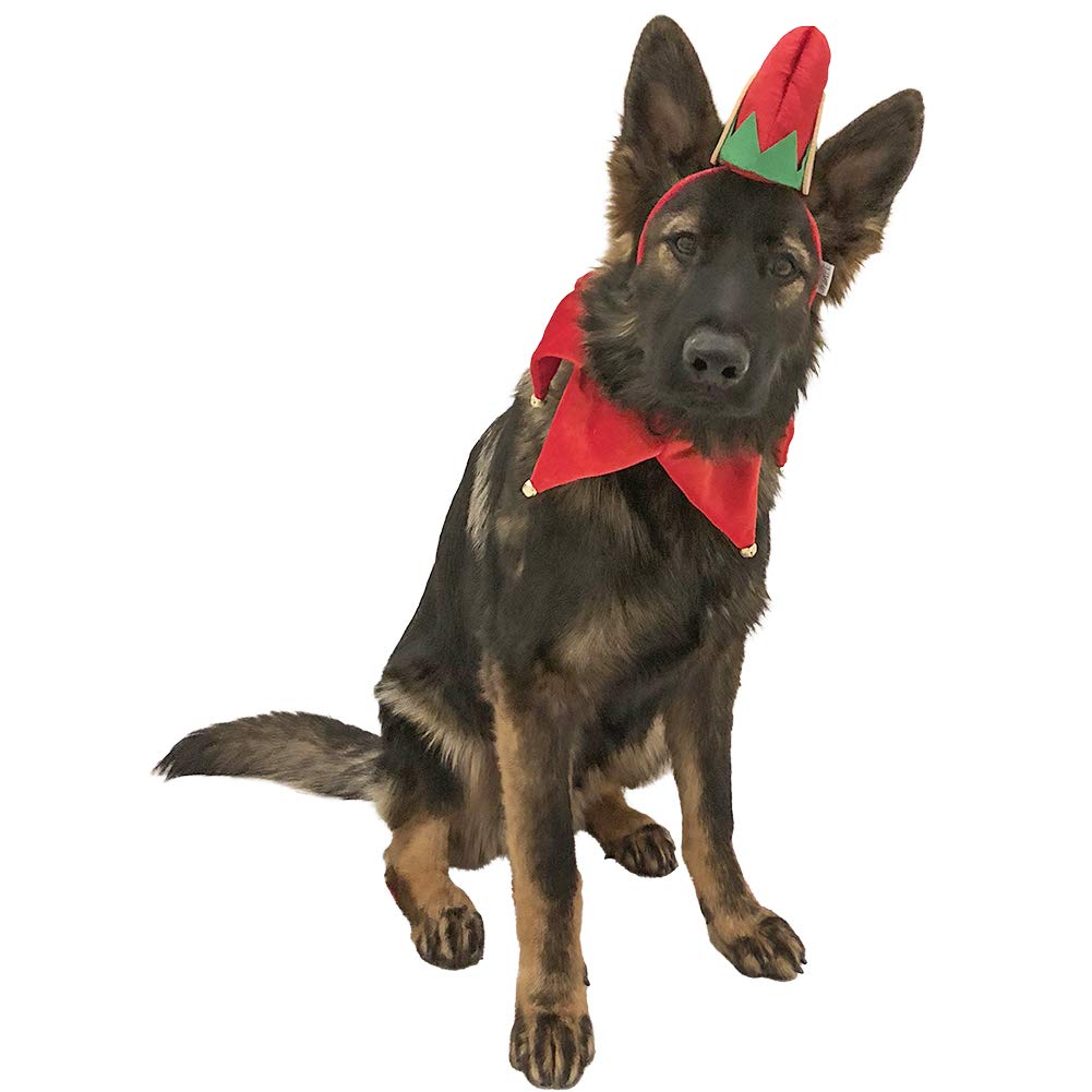 Midlee elf dog hat with bell neck band front view for festive holiday photos.