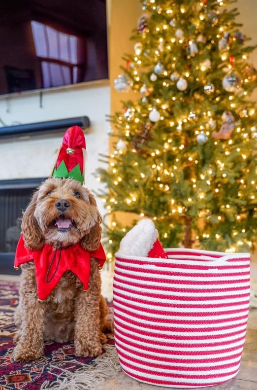 Midlee elf dog hat with bell neck band for joyful holiday photos and memories.