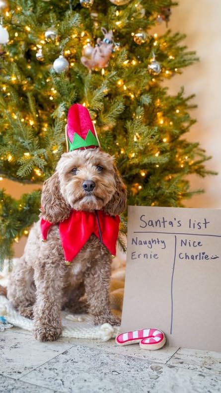 Midlee elf dog hat with bell neck band on dog during holiday portraits.