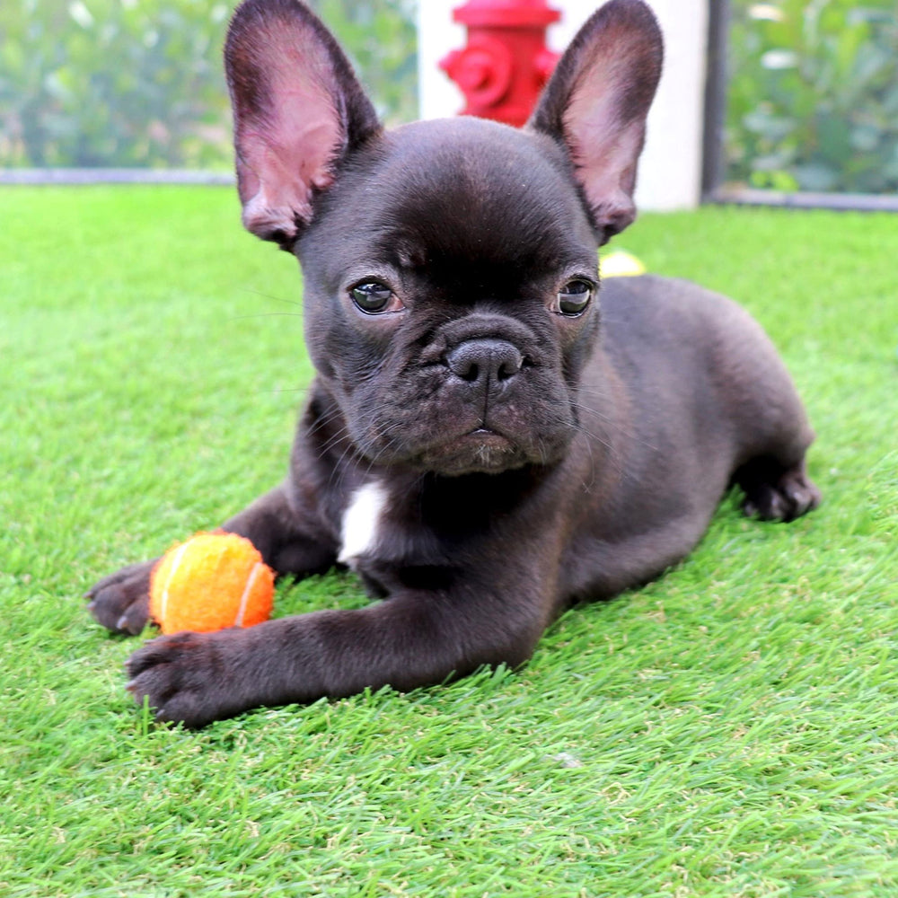 Midlee mini tennis balls squeaker in-use during fetch with launcher compatibility for versatile play.