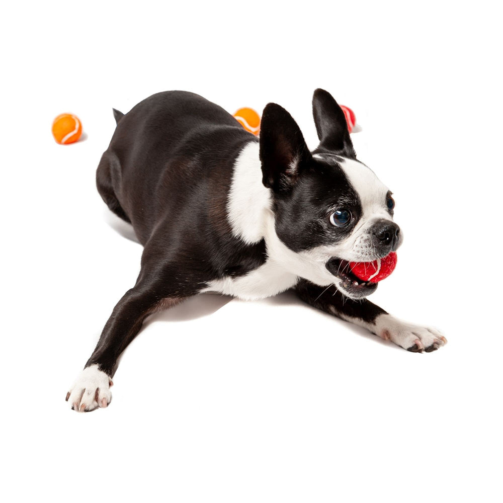 Midlee mini tennis balls squeaker yellow closeup emphasizes vivid color for easy visibility during fetch.