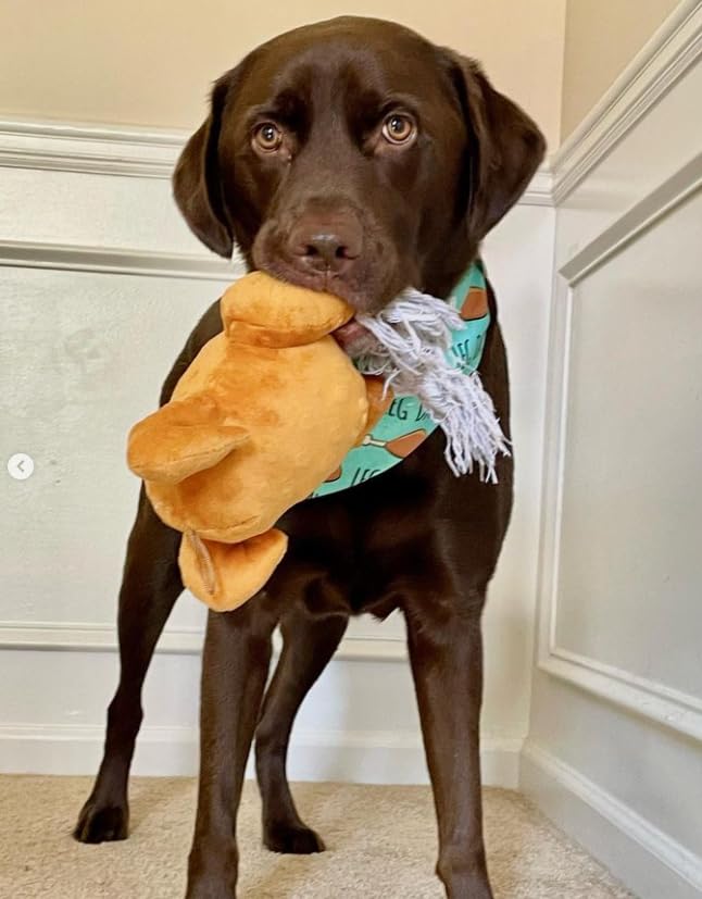 Midlee Roasted Thanksgiving Turkey dog toy usage scenario showing sniff-and-pounce playtime