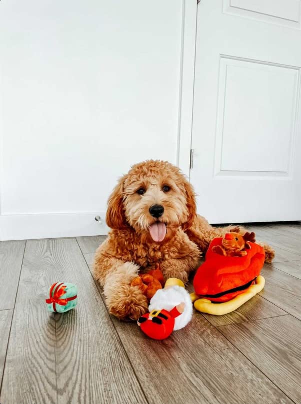 Midlee Santa Sleigh dog interaction image captures a small dog exploring for rewards