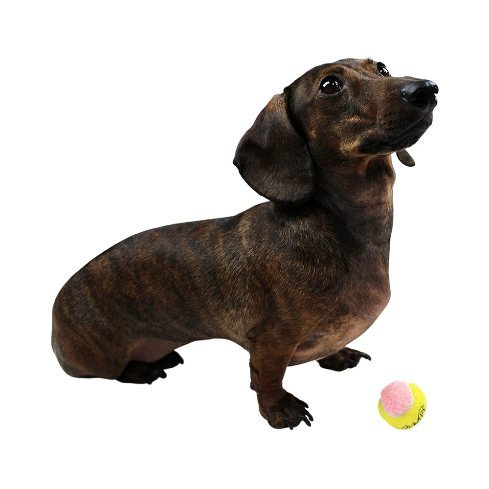 Midlee small-dog tennis ball 1.5-inch for gentle chases and light exercise.