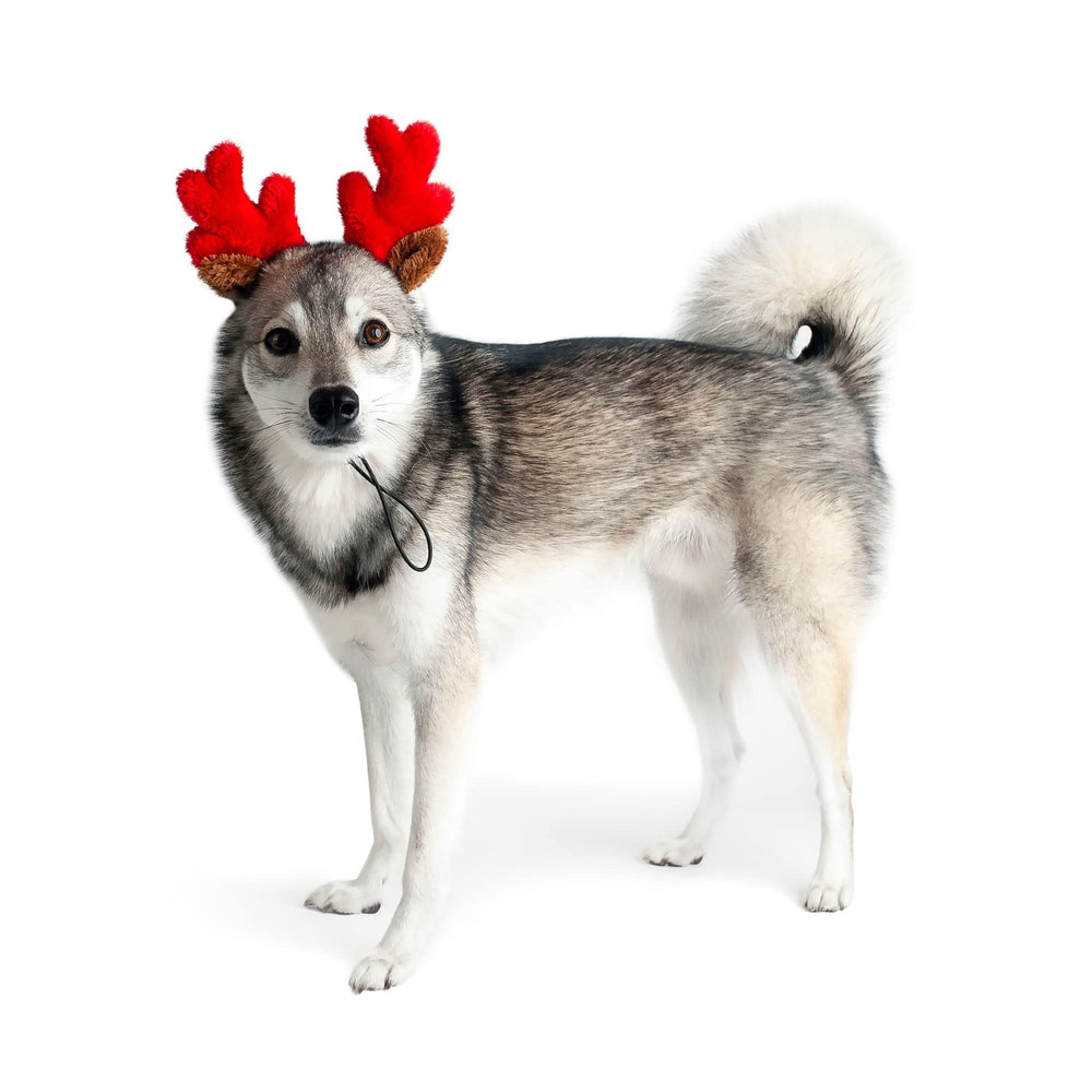 Midlee stretches 3 to 5 inches for small breeds