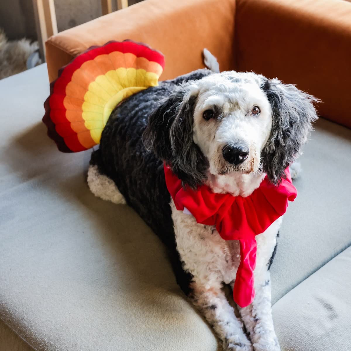 Midlee turkey costume on dog showcases a charming, party-ready look.