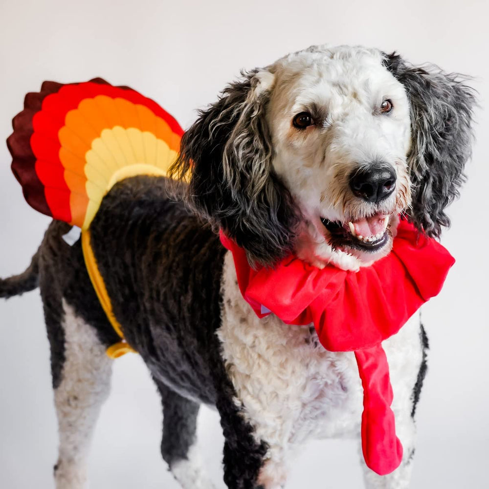 Midlee turkey tail feather emphasizes the playful, tie-on accessory for gatherings.