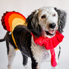 Midlee turkey tail feather emphasizes the playful, tie-on accessory for gatherings.