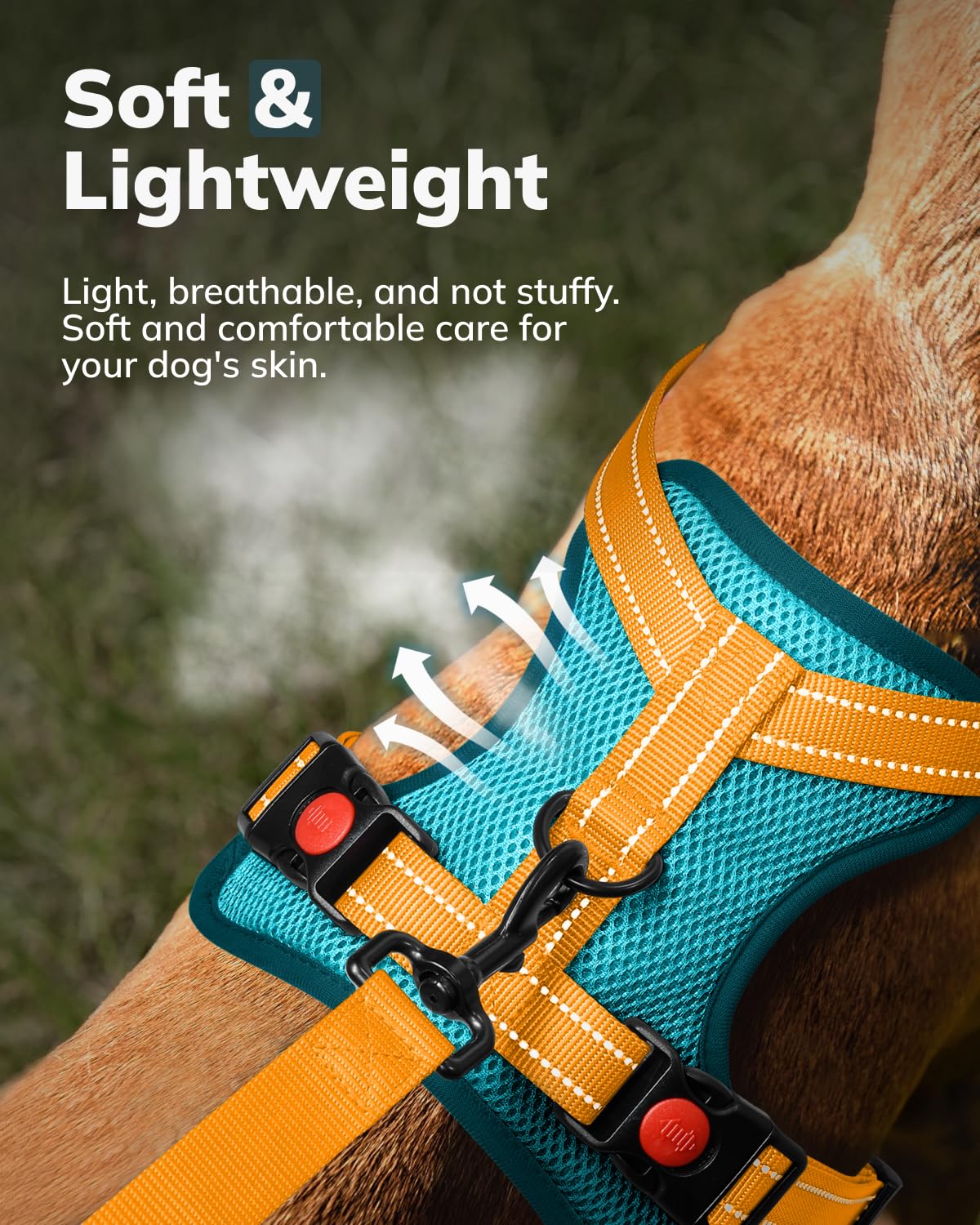 MIDOG adjustable buckles blue with four points for a secure fit