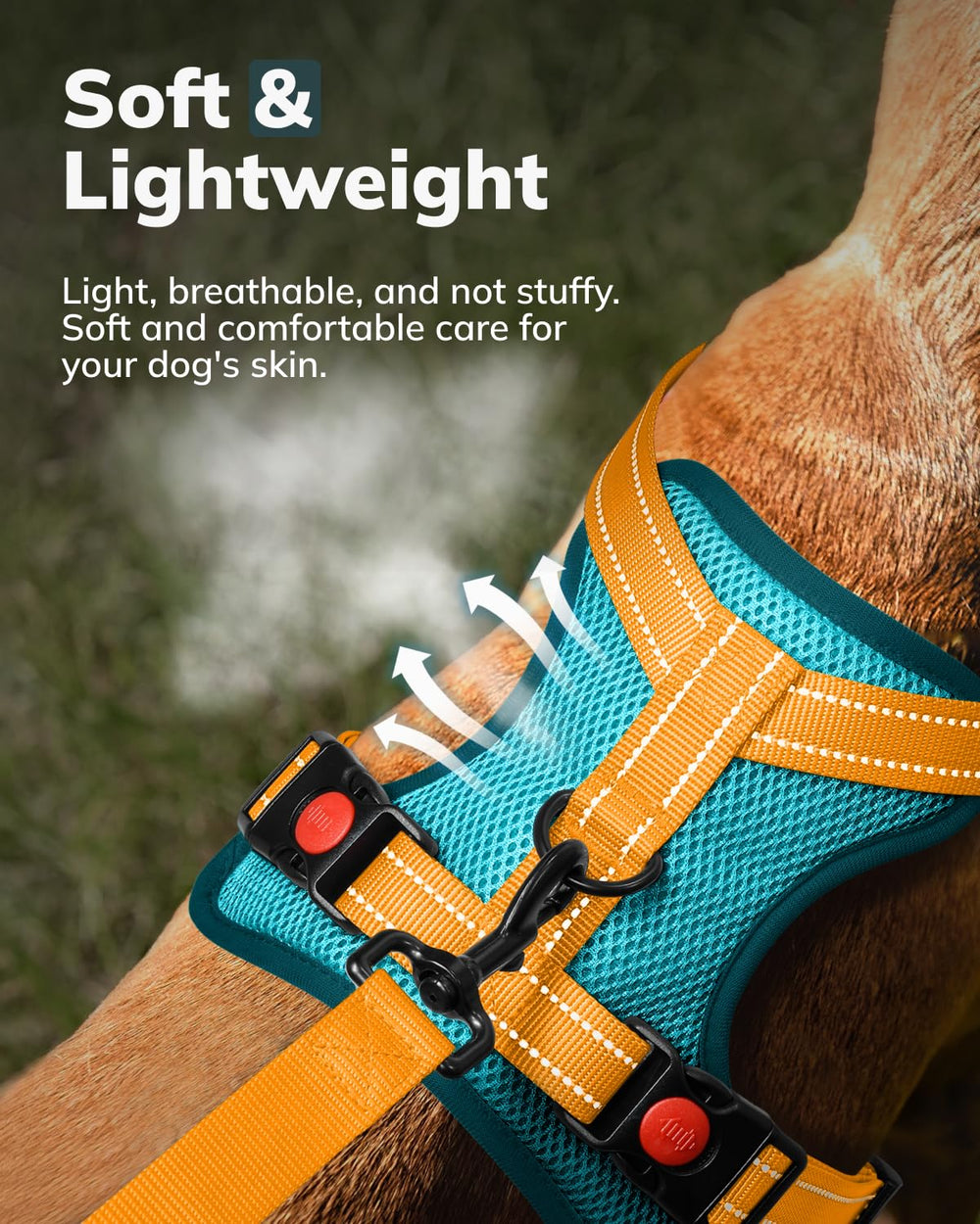 MIDOG adjustable buckles blue with four points for a secure fit