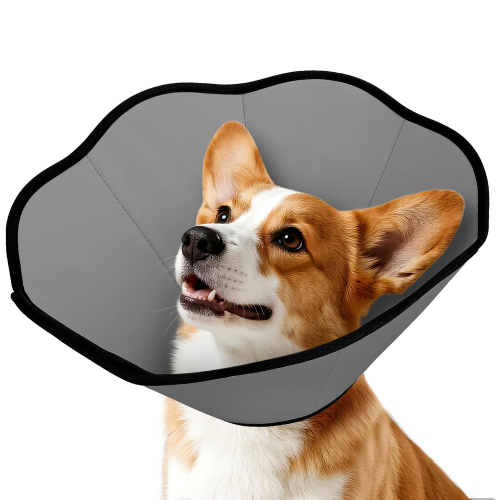 MIDOG soft cone collar surrounds a dog's neck to protect wounds.