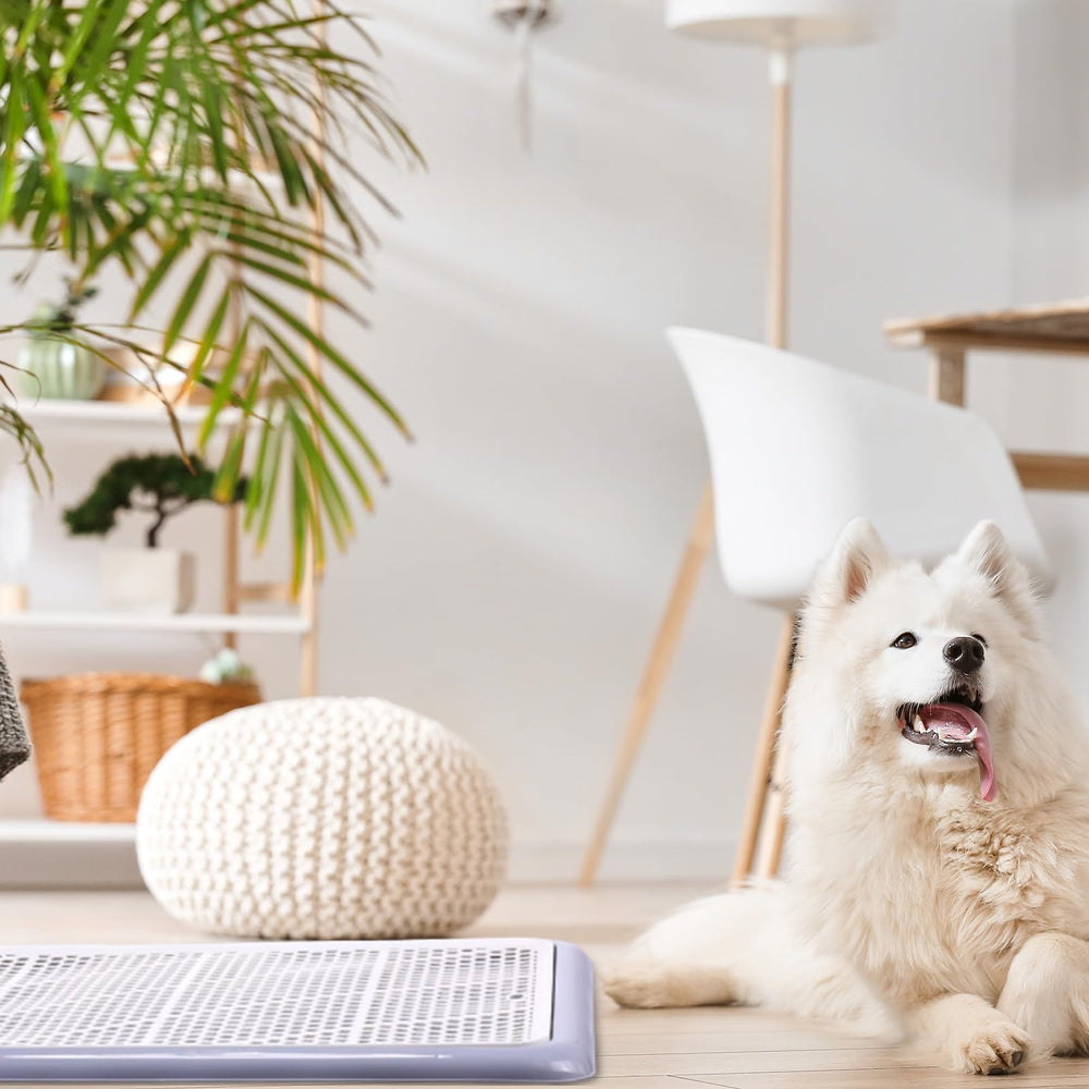 Mifoci low-entry design improves accessibility for injured or elderly pets.